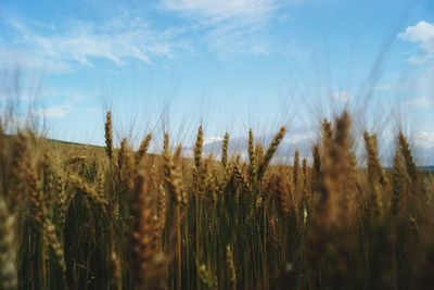 View of stalks in field against sky