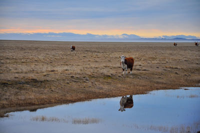 Cows on field against sky during sunset