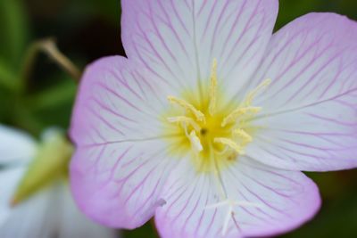 Close-up of pink flower