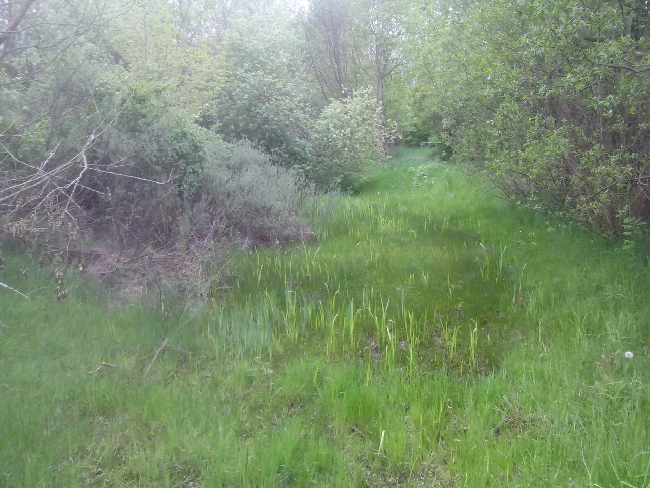 grass, growth, green color, tranquility, plant, nature, grassy, field, beauty in nature, tranquil scene, tree, water, scenics, day, outdoors, sunlight, landscape, no people, high angle view, growing