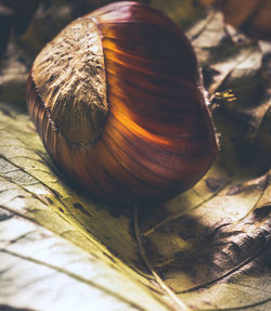 Close-up of snail