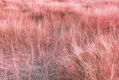 Full frame shot of pink land