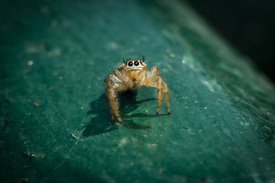 Close-up of spider