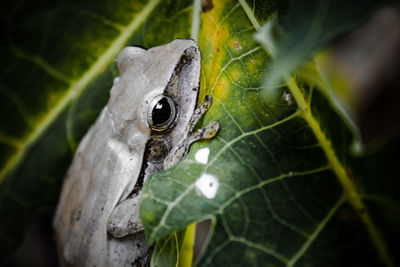 Close-up of frog on plant