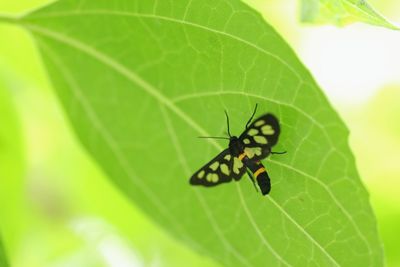 Close-up of butterfly on leaf