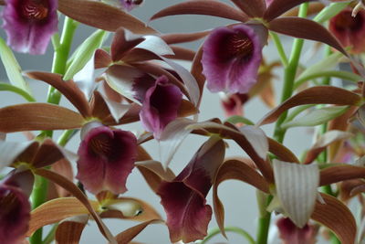 Close-up of pink orchid flowers