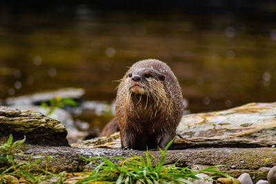 Close-up of otter on rock by lake