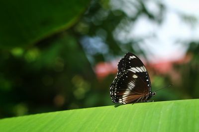 Close-up of butterfly pollinating on leaves