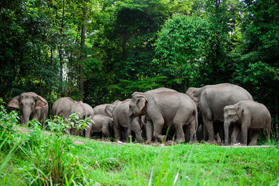 View of elephant in the field