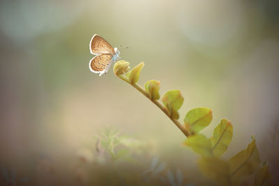 Close-up of butterfly pollinating on flower