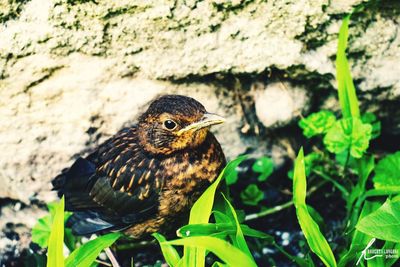 Close-up of a bird