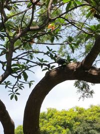 Low angle view of tree against sky