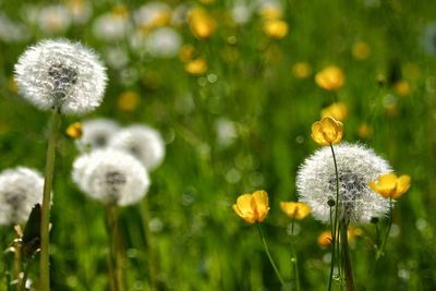 Close-up of dandelion flowers