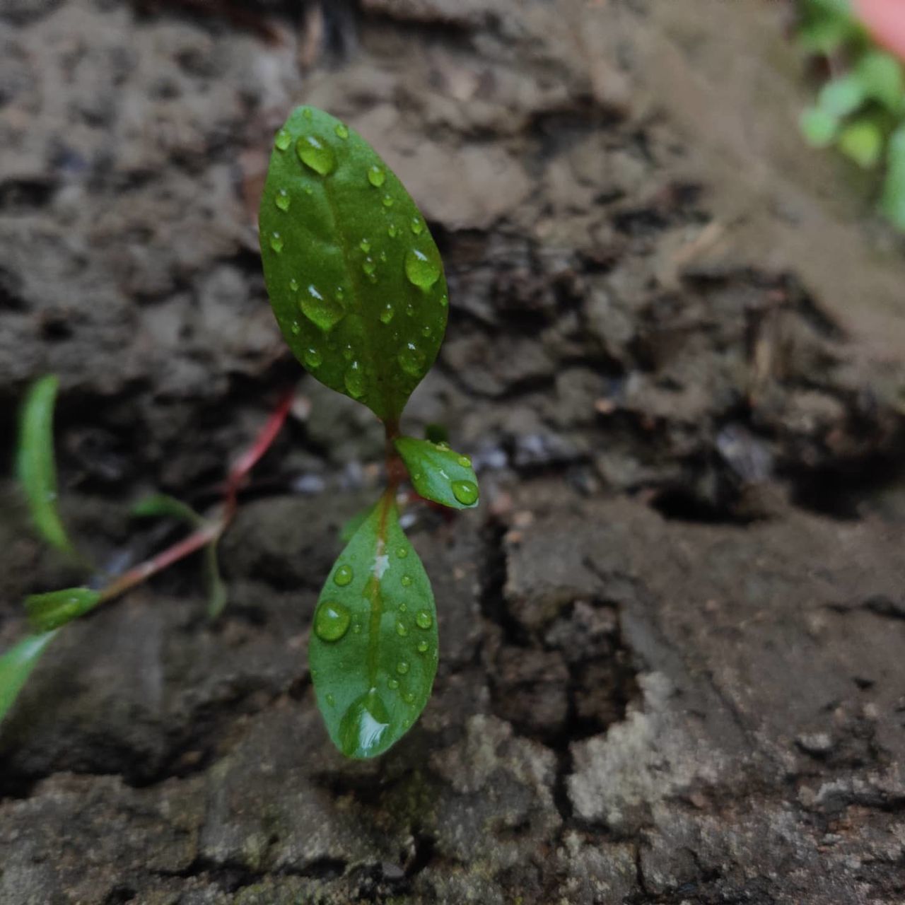 plant part, leaf, growth, green color, nature, plant, close-up, beginnings, day, beauty in nature, no people, new life, dirt, field, land, outdoors, high angle view, freshness, seedling, focus on foreground, small