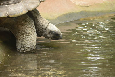 View of turtle drinking water in lake