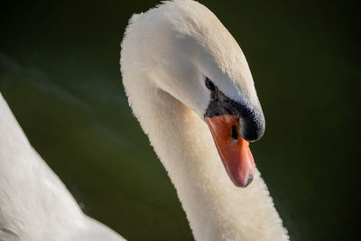 Close-up of swan