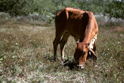 Cow grazing on field