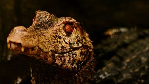 Close-up of lizard