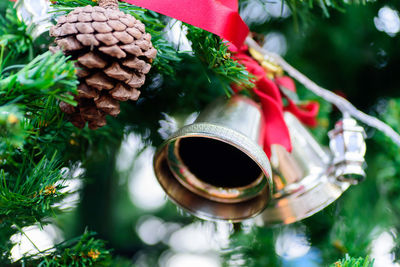 Close-up of christmas tree