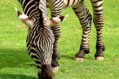 View of zebras in zoo