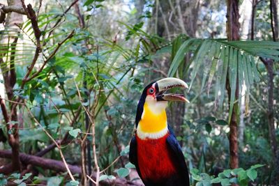 Bird perching on a tree