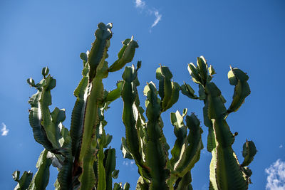 Low angle view of succulent plant against blue sky