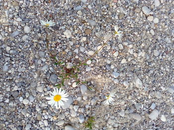 High angle view of white flowering plant on field