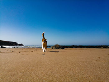 Woman standing on beach against clear blue sky