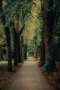 Rear view of man walking on footpath amidst trees