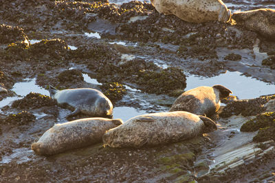 View of ducks on rock