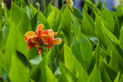 Close-up of day lily blooming outdoors