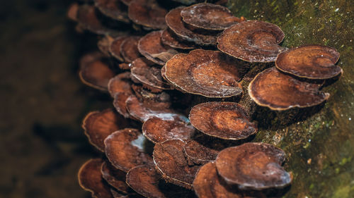 Close-up of logs in forest