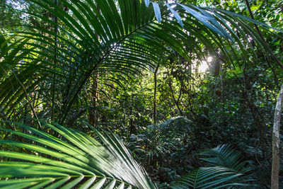 Low angle view of coconut palm tree leaves in forest