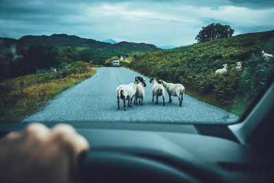 Sheep on road seen through car windshield