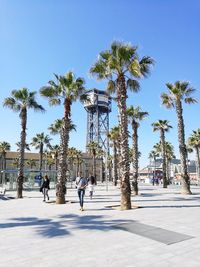 Palm trees against blue sky on sunny day