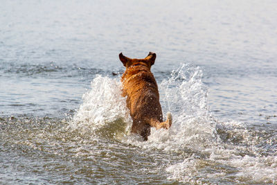 Dog standing in sea