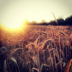 Scenic view of field against sky at sunset