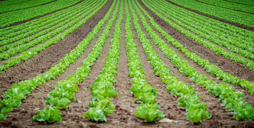 Panoramic shot of corn field