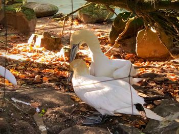 High angle view of bird on land