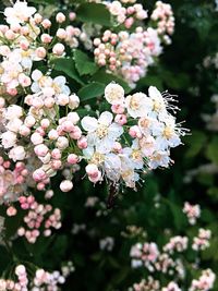 Close-up of pink flowers