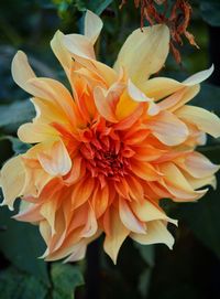 Close-up of orange day lily blooming outdoors