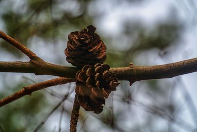 Close-up of dried plant against blurred background