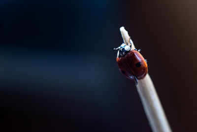 Close-up of ladybug