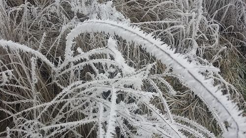 Close-up of snow