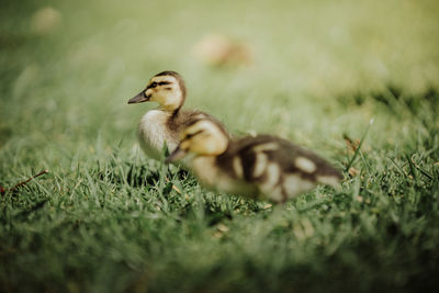 Close-up of bird on grass