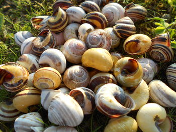 Close-up of snail