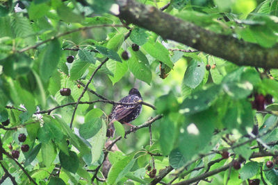Bird perching on a tree