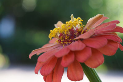 Close-up of dahlia on plant