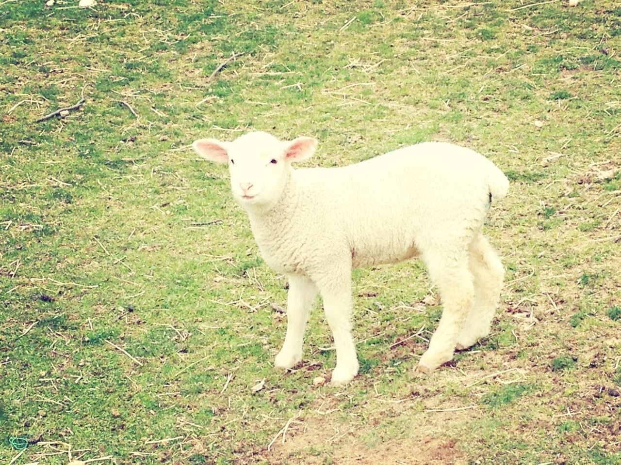 animal themes, domestic animals, grass, mammal, field, white color, one animal, standing, pets, grassy, full length, two animals, nature, young animal, livestock, high angle view, sheep, no people, day, white