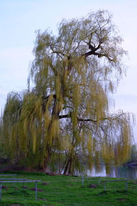 Low angle view of trees on field against sky